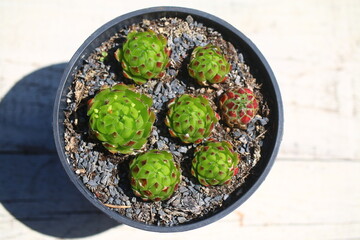 rojniczek jovibarba sobolifera 