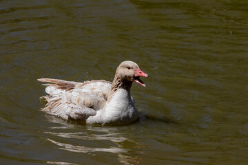 The American Buff goose is a breed of domestic goose native to the United States
