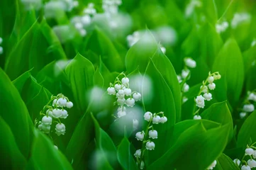 Foto op Plexiglas スズランの花 © kikisora