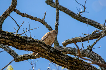 The Red-shouldered Hawk (buteo lineatus) ,male brings food to the nest.