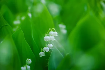 Foto auf Leinwand スズランの花 © kikisora