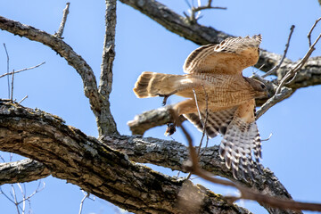 The Red-shouldered Hawk (buteo lineatus) ,male brings food to the nest.