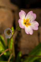 Small flower among the grass. A beautiful flower illuminated by the sunset light. Flower with raindrops.