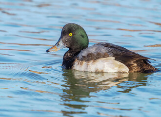 Greater Scaup Drake in Fairbanks. Alaska