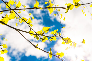 Leaves of a blossoming birch close-up on a background of the sun