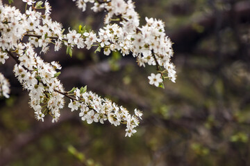 cherry blossoms on a branch