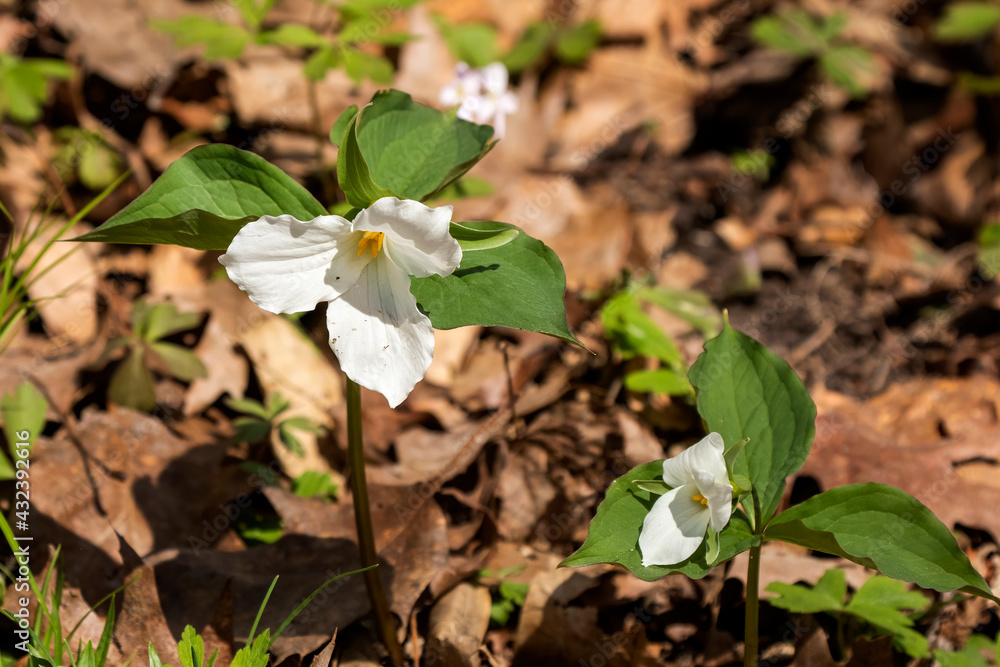 Canvas Prints The white trillium (Trillium grandiflorum)  the plant is native to eastern North America