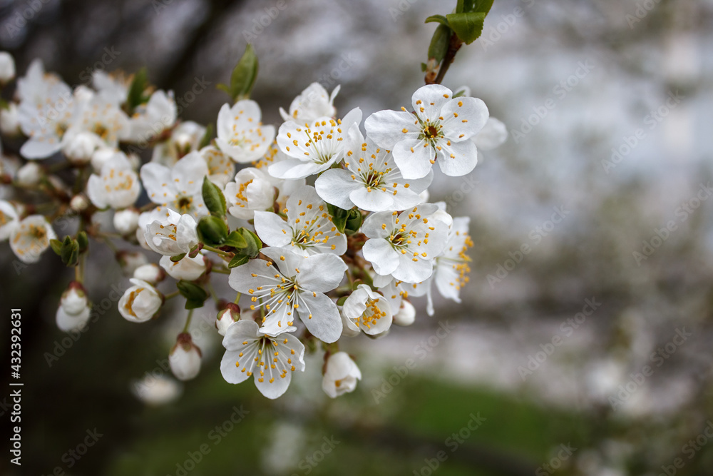 Poster cherry blossoms on a branch