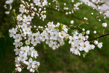 cherry blossoms on a branch