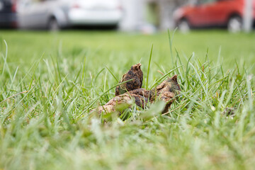 pile of dog shit on the city lawn