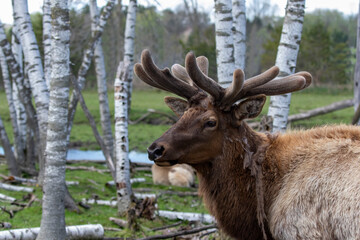 Naklejka na ściany i meble The elk (Cervus canadensis), also known as the wapiti with growing antlers in velvet.