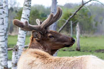 The elk (Cervus canadensis), also known as the wapiti with growing antlers in velvet.