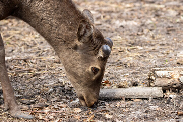 The sika deer (Cervus nippon) also known as the spotted deer or the Japanese deer with grooving antlers.