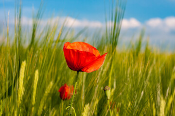 schöner roter Klatschmohn im Getreidefeld