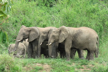 Fototapeta premium Elephants in a row