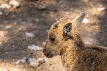 Young  Barbary sheep ( Ammotragus lervia ), also known as aoudad in the ZOO