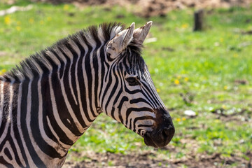 Fototapeta na wymiar The Zebra (Equus quagga) on the ZOO