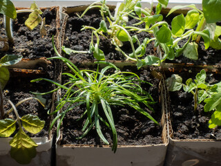 Seedling box close-up. Growing vegetables at home for subsequent transplantation
