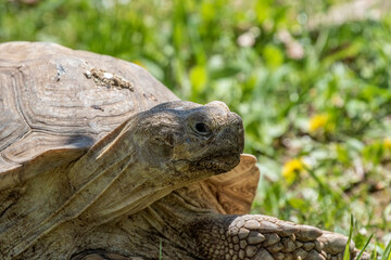 The African spurred tortoise (Centrochelys sulcata)  It is the third-largest species of tortoise in the world.