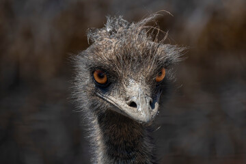 The emu  (Dromaius novaehollandiae). Detail head. Endemic species in Australia relative the ostrich.