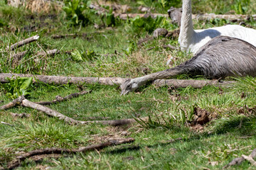 The greater or American rhea (Rhea americana), native to south America. Natural and leucistic birds.