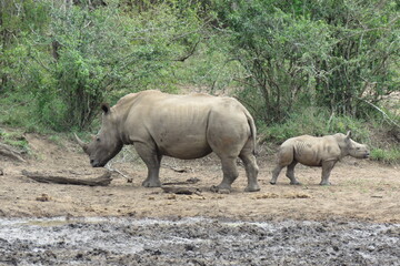 White rhino with a calf