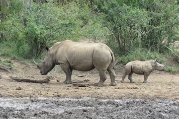 Gardinen Nashorn White rhino with a calf  © Andy