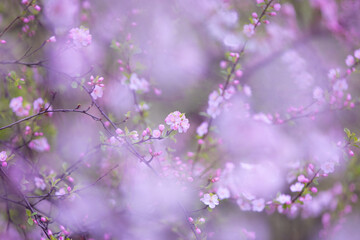 Fototapeta na wymiar Almond tree blooming in the garden