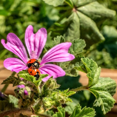 Deux coccinelles sur  une fleur