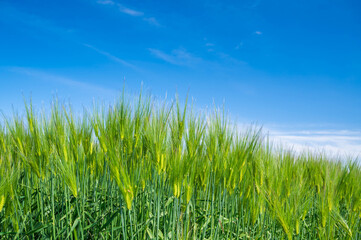 青空と大麦