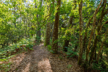 Beautiful landscape of the Landes forest in the south west of France