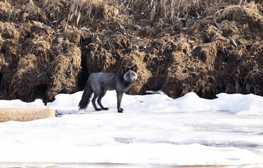 Silver Fox in Fairbanks, Alaska - obrazy, fototapety, plakaty