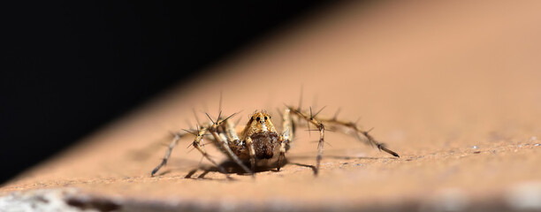 Macro front view of a Lynx spider (Oxyopes scalaris) on black background