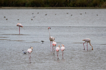 Fototapeta premium Flamenco
