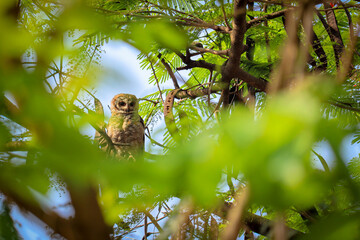 Indian eagle owl or rock eagle owl