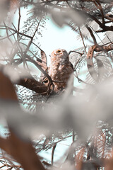 Indian eagle owl or rock eagle owl
