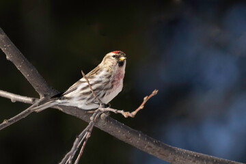 Common Redpoll in Alaska