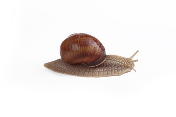 Studio lighting. street snail on a white background. Close-up.