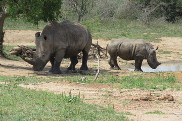 Obraz premium White rhino + calf
