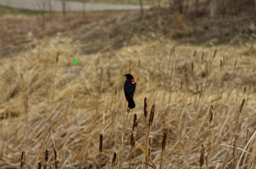 A Male Red-Winged Blackbird on Reeds