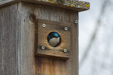 Tree Swallow in a Birdhouse