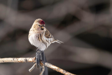 Common Redpoll in Alaska