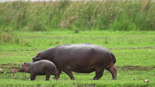 Hippopotamus and young baby walking across grass in African wild