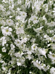 white flowers in the garden background
