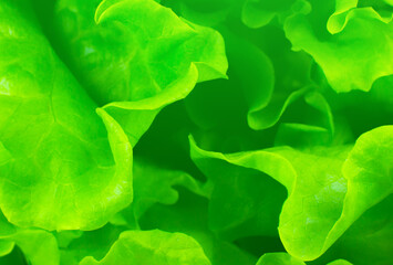 Green lettuce close up. Fresh salad texture background. Vegetarian food. Vegetable and vitamins products. Macro photo.