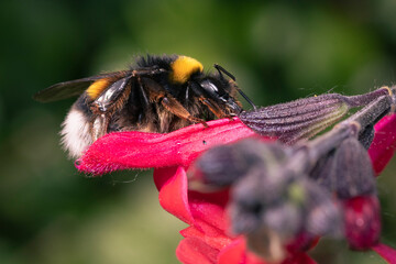 ABEJORRO EN FLOR ROJA DE SALVIA