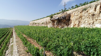 Vineyard view from above. Summertime. Red wine in the making. Syrah, Cabernet sauvignon, Cabernet Franc, Merlot. Wine tasting. Family business in the mountains. Wine lovers. Christian cross

