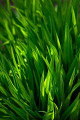 Fototapeta na wymiar Green grass close-up in the morning glare of the sun. Organic texture. Natural background