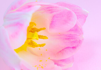 Fototapeta na wymiar Pink tulip on the pink background. Congratulation postcard for mother's day or international women's day. Minimalism, beautiful natural wallpaper. Spring flowers.