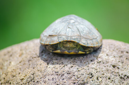 Tortuguita